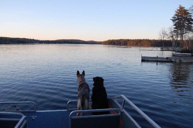 Big Island Pond from the water, with dogs enjoying the view from a pontoon boat